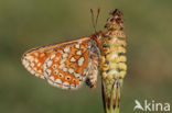 Moerasparelmoervlinder (Euphydryas aurinia)