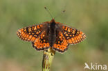 Moerasparelmoervlinder (Euphydryas aurinia)