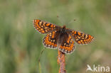 Moerasparelmoervlinder (Euphydryas aurinia)