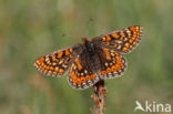 Moerasparelmoervlinder (Euphydryas aurinia)