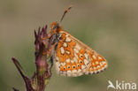 Moerasparelmoervlinder (Euphydryas aurinia)