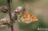 Moerasparelmoervlinder (Euphydryas aurinia)