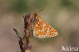 Moerasparelmoervlinder (Euphydryas aurinia)