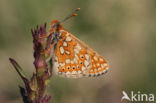 Moerasparelmoervlinder (Euphydryas aurinia)