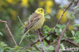 Yellowhammer (Emberiza citrinella)