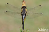 Oostelijke witsnuitlibel (Leucorrhinia albifrons)