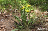 Kleine schorseneer (Scorzonera humilis)