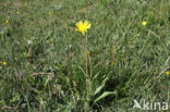 Kleine schorseneer (Scorzonera humilis)