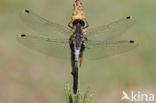 Oostelijke witsnuitlibel (Leucorrhinia albifrons)