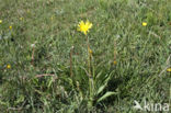 Kleine schorseneer (Scorzonera humilis)