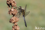 Oostelijke witsnuitlibel (Leucorrhinia albifrons)