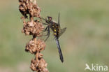 Oostelijke witsnuitlibel (Leucorrhinia albifrons)