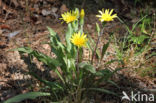 Kleine schorseneer (Scorzonera humilis)