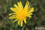 Kleine schorseneer (Scorzonera humilis)