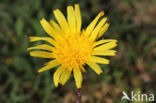 Kleine schorseneer (Scorzonera humilis)