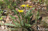 Kleine schorseneer (Scorzonera humilis)