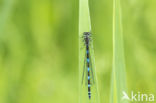 Variabele waterjuffer (Coenagrion pulchellum)