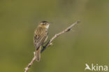 Sedge Warbler (Acrocephalus schoenobaenus)