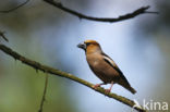 Hawfinch (Coccothraustes coccothraustes)