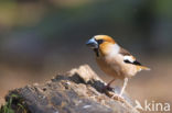 Hawfinch (Coccothraustes coccothraustes)