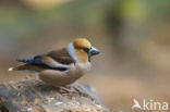 Appelvink (Coccothraustes coccothraustes)