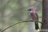 Vlaamse Gaai (Garrulus glandarius)