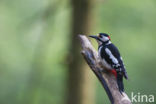 Grote Bonte Specht (Dendrocopos major)