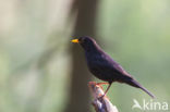 Merel (Turdus merula)