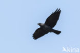 Eurasian Jackdaw (Corvus monedula)