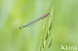 Blue-tailed Damselfly (Ischnura elegans f. rufescens)