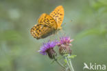 Keizersmantel (Argynnis paphia)