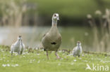 Egyptian Goose (Alopochen aegyptiaca)