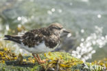 Ruddy Turnstone (Arenaria interpres)