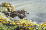 Ruddy Turnstone (Arenaria interpres)