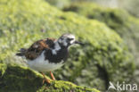 Ruddy Turnstone (Arenaria interpres)