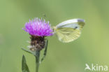 Klein geaderd witje (Pieris napi)