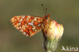 Pearl-Bordered Fritillary (Boloria euphrosyne)