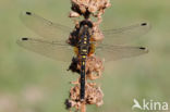 Eastern White-faced Darter (Leucorrhinia albifrons)