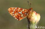 Zilvervlek parelmoervlinder (Boloria euphrosyne)