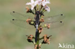 Eastern White-faced Darter (Leucorrhinia albifrons)