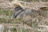 Eider (Somateria mollissima)