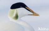 Eider (Somateria mollissima)