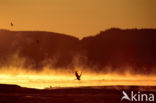 Kraanvogel (Grus grus)