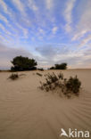 Nationaal Park De Hoge Veluwe