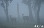 Red Deer (Cervus elaphus)