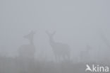 Red Deer (Cervus elaphus)