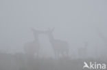 Red Deer (Cervus elaphus)