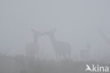 Red Deer (Cervus elaphus)