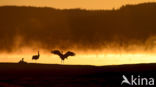 Kraanvogel (Grus grus)