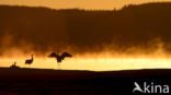 Kraanvogel (Grus grus)